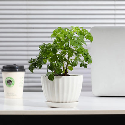 Yoobures Ceramic Plant Pots with Drainage Holes and Saucers